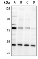 AMD1 Antibody