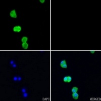 AMD1 antibody