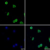 Anti-CD13 Antibody