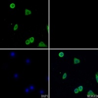 CD13 antibody