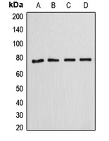 Annexin A6 Antibody