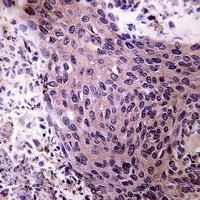 Anti-Aldehyde Oxidase Antibody