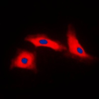 APAF1 antibody