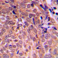 APC antibody