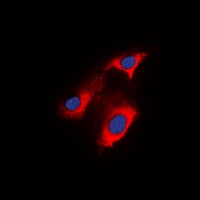 APC antibody