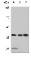 APE1 Rabbit Polyclonal Antibody