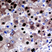 APE1 Rabbit Polyclonal Antibody