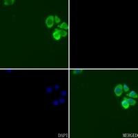 Anti-cIAP1 Antibody