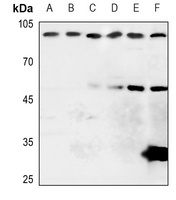 APLP1 Antibody