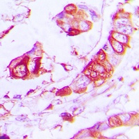 Anti-APLP2 Antibody