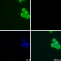 Apolipoprotein E antibody