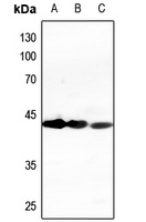 CD95 Antibody