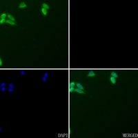 CD178 Antibody