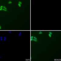 CD95 antibody