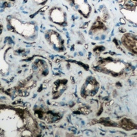 Anti-Aquaporin 4 Antibody
