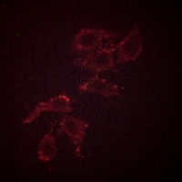 A-RAF (phospho-Y302) antibody
