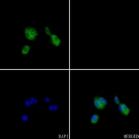 ARF6 antibody