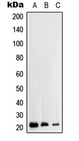 RhoH Antibody