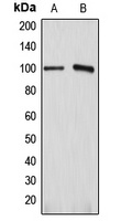 ATP1A1 Antibody