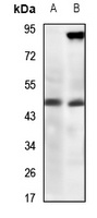 ZAG Antibody