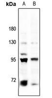 BACH1 Antibody