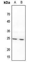 BAK Antibody