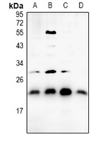 BAX Antibody