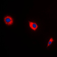 Anti-BAX Antibody