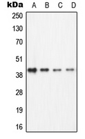 ECA39 Rabbit Polyclonal Antibody