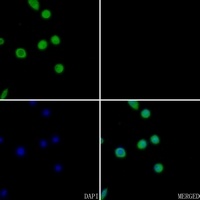 Anti-ECA39 Antibody