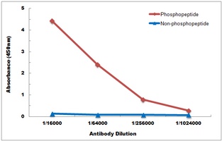 Anti-BCL2 (Phospho-T69) Antibody