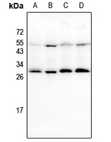 BCL2 Antibody