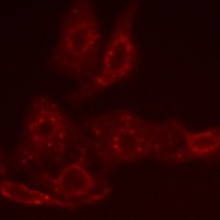 BCL2 antibody