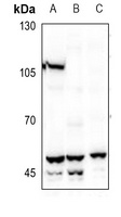 BMP3 Antibody