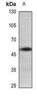 BMP7 Antibody