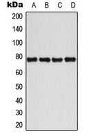 BMX (Phospho-Y40) Antibody