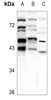 BNIP2 Antibody