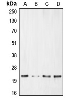 BNIP3 Antibody