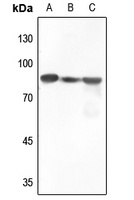 B-RAF Rabbit Polyclonal Antibody
