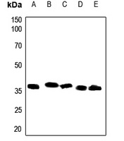 CD157 Antibody