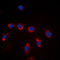 CD157 Antibody