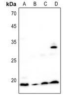 BST2 Antibody