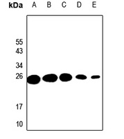Probetacellulin Antibody