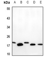 PBR Antibody