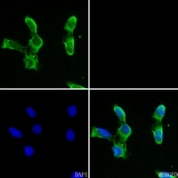 CA5A antibody