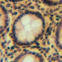Carbonic Anhydrase 6 Rabbit Polyclonal Antibody