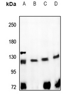 CD167a Rabbit Polyclonal Antibody