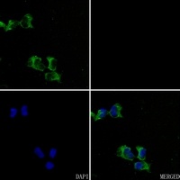 CACNG1 antibody