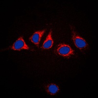 Calnexin antibody