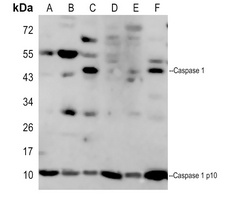 Caspase 1 antibody